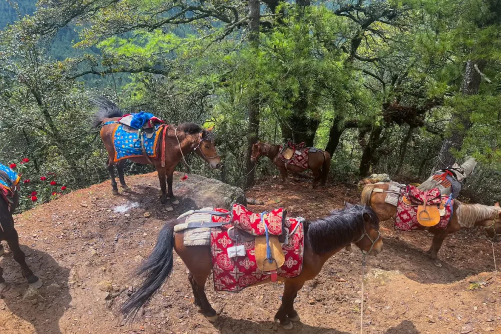 Horses on the trail during the Tiger’s Nest Hike in Bhutan, offering support for those who need it.