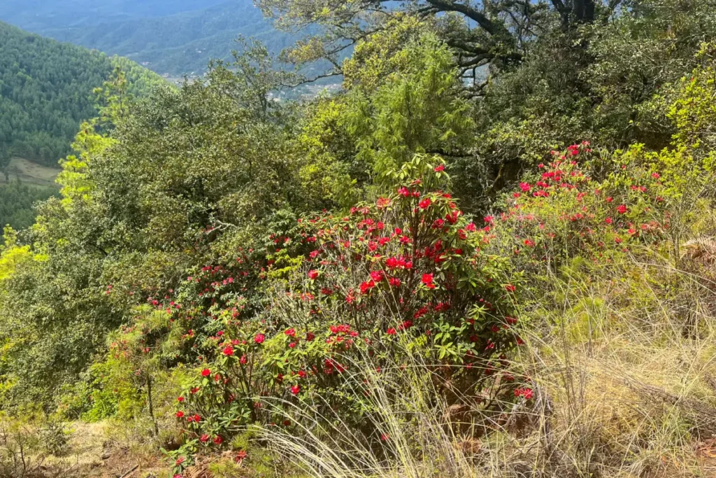 Blooming red rhododendrons on the trail to Tiger’s Nest Monastery in Bhutan’s Himalayan forest.