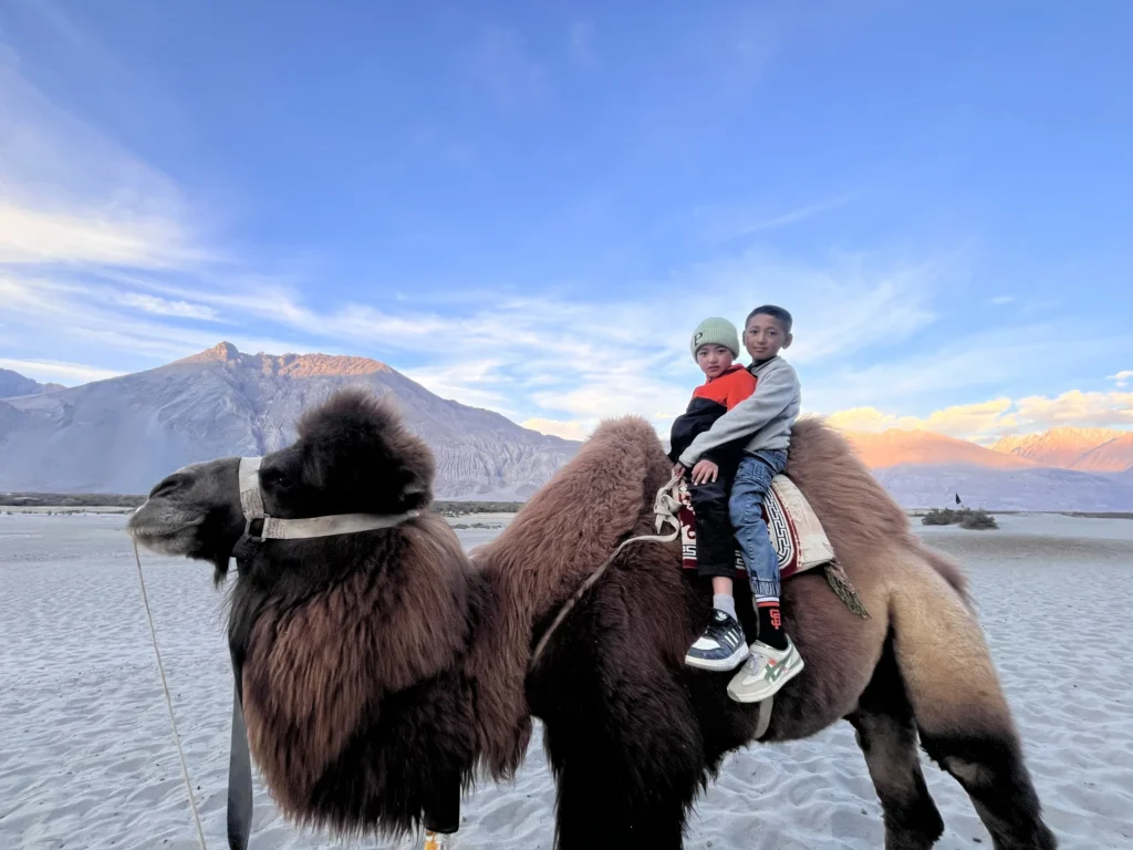 Bactrian camel safari through the high-altitude sand dunes of Nubra Valley, Ladakh.
